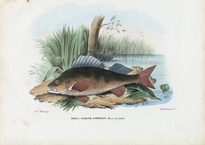 European Perch, 1863-79 by Raimundo Petraroja